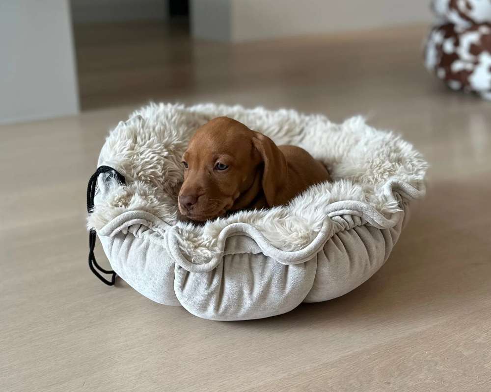 Sleepy brown puppy rests inside a fluffy cream-colored Bowsers Buttercup Dog Bed on a wooden floor