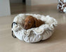 Sleepy brown puppy rests inside a fluffy cream-colored Bowsers Buttercup Dog Bed on a wooden floor