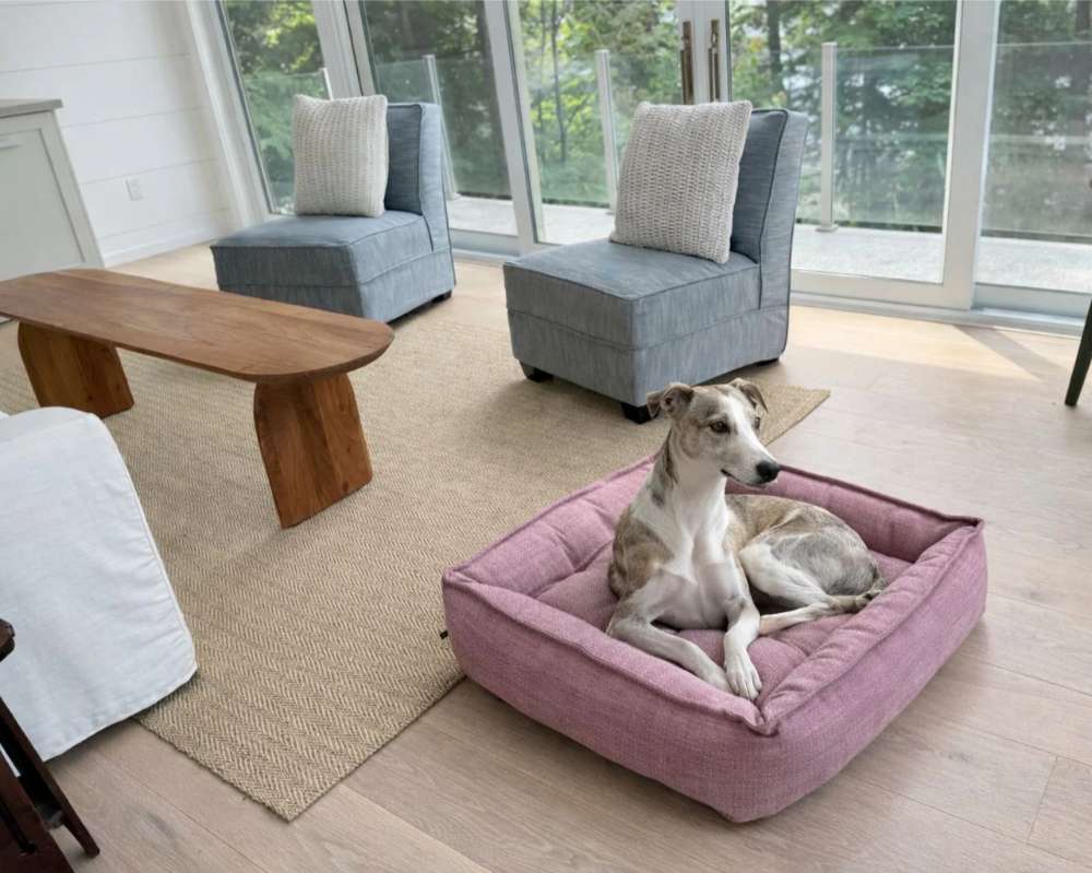Slender dog lounges inside the berry-colored Bowsers Sterling Lounge Dog Bed in a bright modern living room