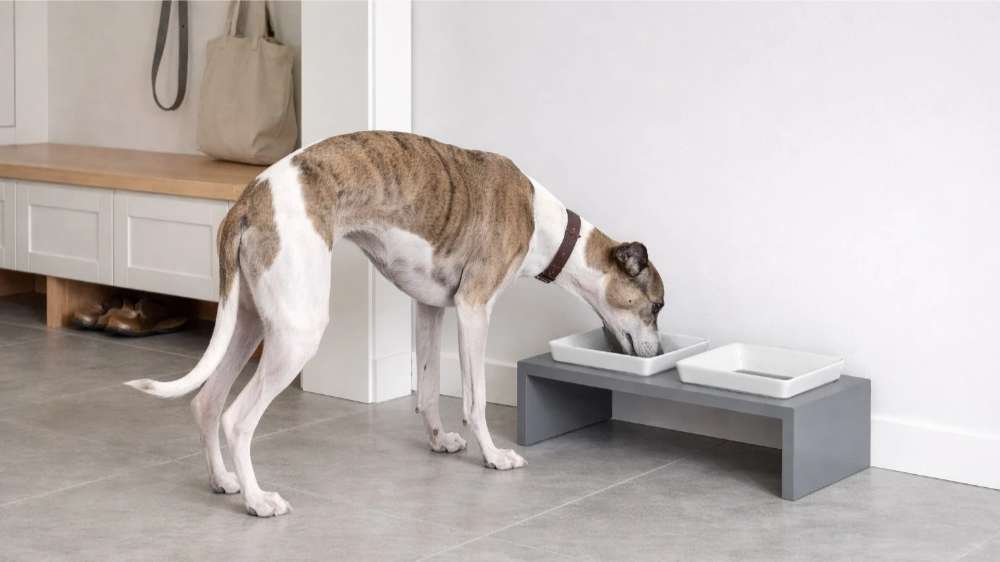 Slim dog stands in a clean entryway eating from a raised double bowl set on a low stand called Bowsers Moderno Wood Feeder