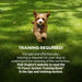 Small dog running on grass emphasizes training is required for Dogtra EF3500 Rechargeable Containment System