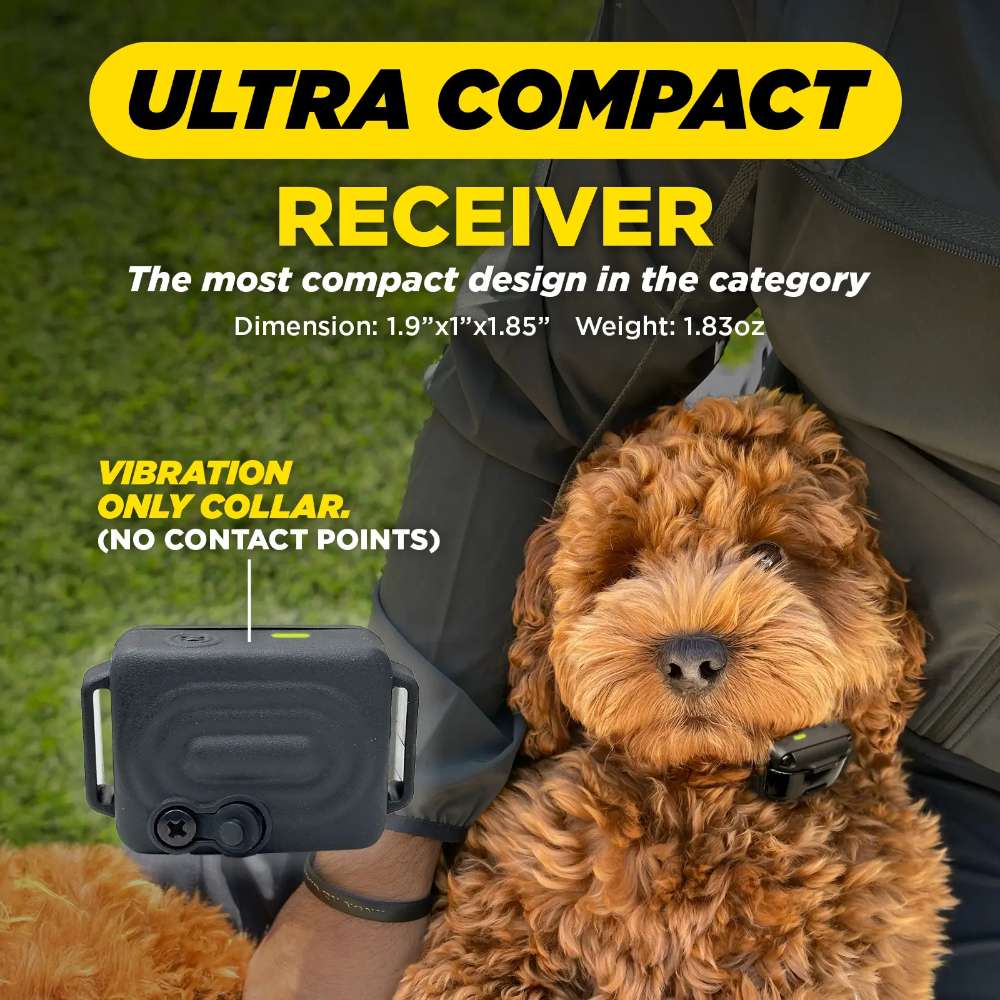 Small dog sits outdoors wearing Dogtra iQ VIBE Dog Bark Control Collar, highlighting its ultra-compact and lightweight design