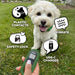 Small fluffy dog looks at a handheld remote for Dogtra CUE 400 Yard Dog Remote Trainer, featuring vibration, safety lock, plastic contacts, and USB-C charging