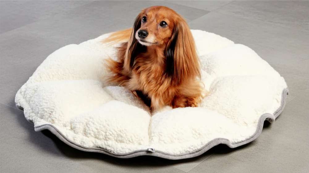 Small long-haired dog relaxes comfortably on an unfolded cream-colored Bowsers Buttercup Dog Bed with soft padded sections