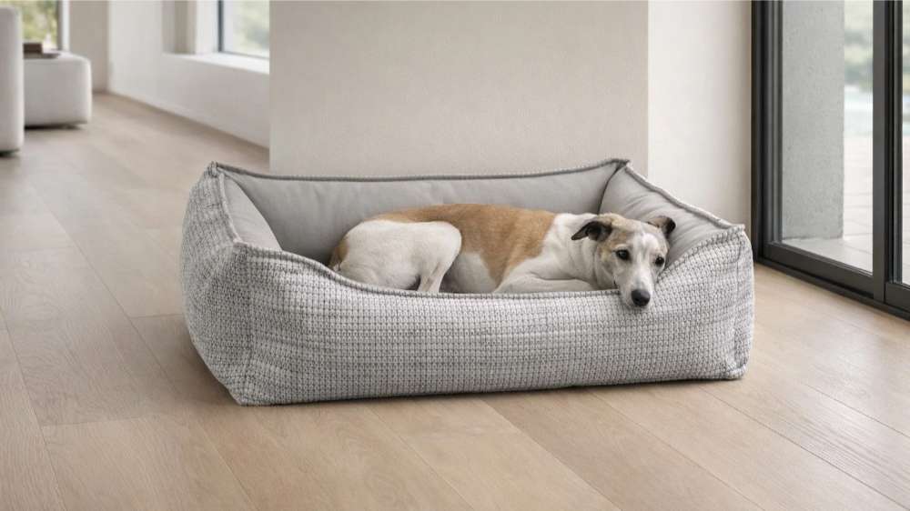 Small white and tan dog lies stretched out inside the light gray textured Bowsers Oslo Ortho Bed near large windows in a bright room