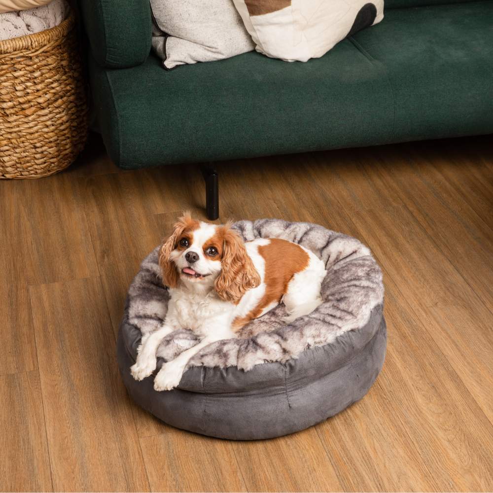 The Cavalier King Charles Spaniel is happily settled on the Ultra Soft Chinchilla Paw PupPouf™ Luxe Faux Fur Donut Dog Bed beside a green couch