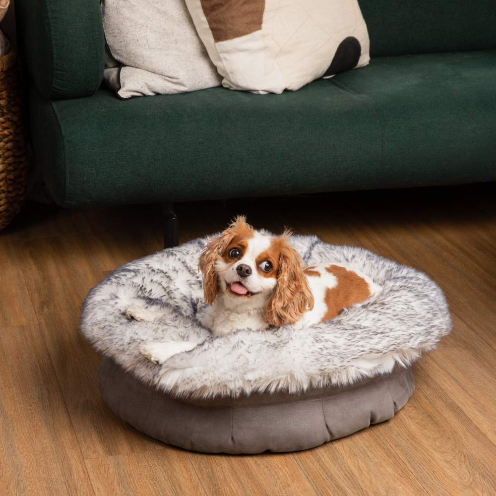 The Cavalier King Charles Spaniel is joyfully resting on the Ultra Plush Arctic Fox Paw PupPouf™ Luxe Faux Fur Donut Dog Bed beside a green couch