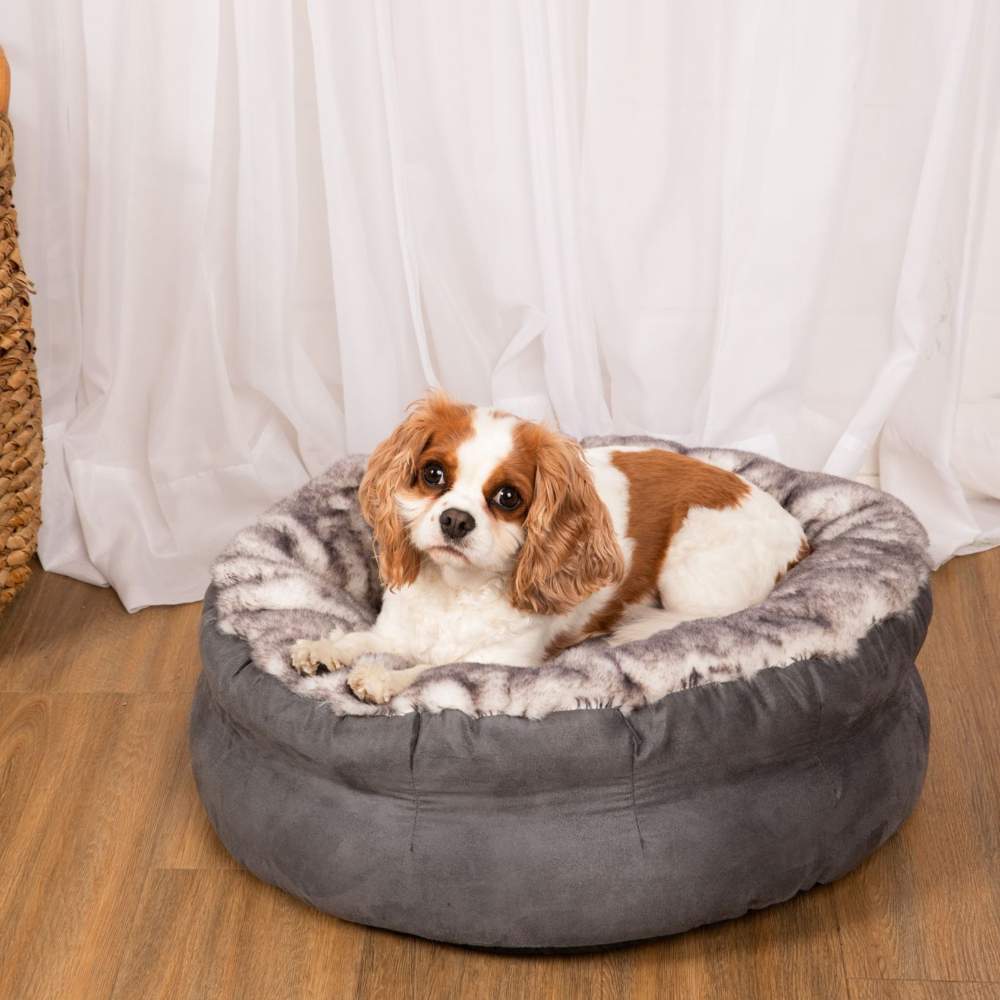 The Cavalier King Charles Spaniel looks up adorably from the Ultra Soft Chinchilla Paw PupPouf™ Luxe Faux Fur Donut Dog Bed in front of a white curtain