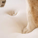 The image shows the memory foam detail of a Paw PupRug Faux Fur Orthopedic Dog Bed being pressed down by a dog's paw