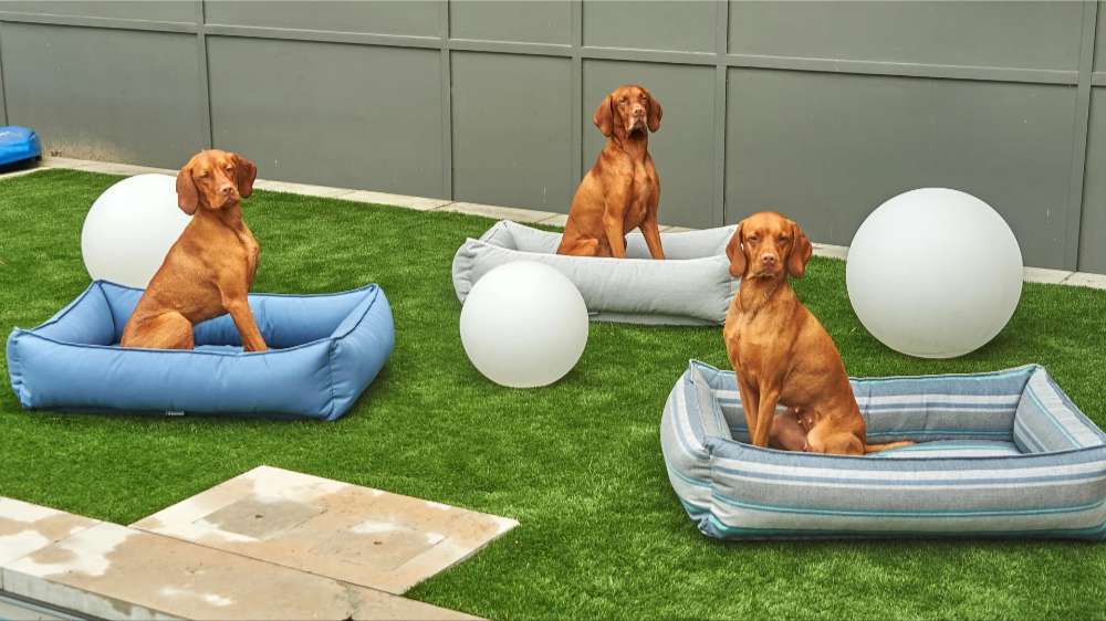 Three brown dogs sit separately in different colored Bowsers Outdoor Urban Lounger Dog Beds on a grassy outdoor lawn with decorative white spheres nearby