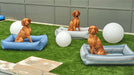 Three brown dogs sit separately in different colored Bowsers Outdoor Urban Lounger Dog Beds on a grassy outdoor lawn with decorative white spheres nearby