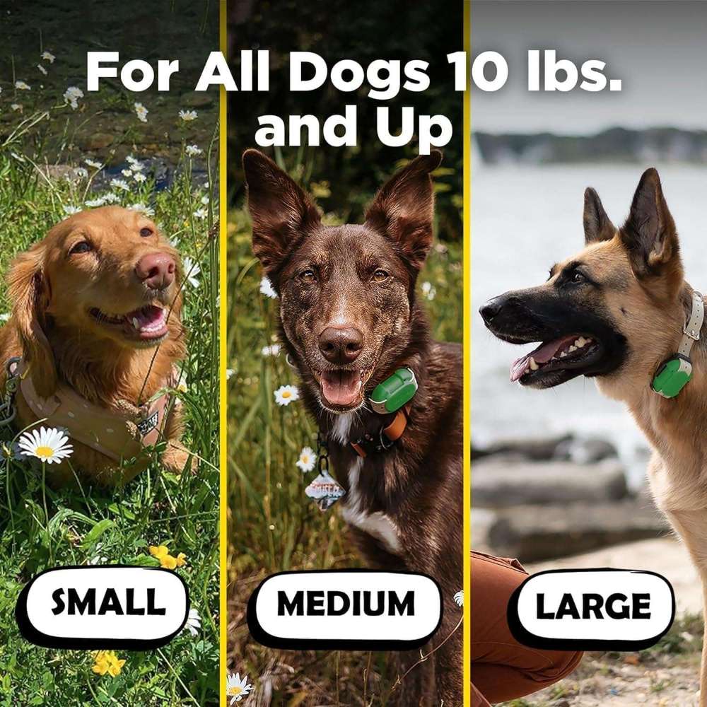 Three dogs of different sizes wear Dogtra CUE 400 Yard Dog Remote Trainer, showing it fits small, medium, and large dogs over 10 pounds
