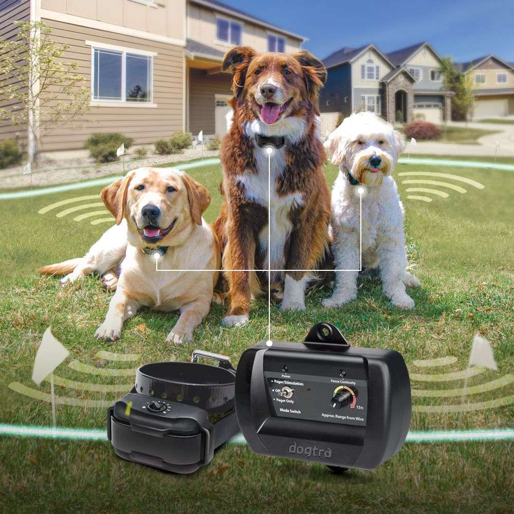 Three dogs wearing collars stand within a wireless boundary created by Dogtra EF3500 Rechargeable Containment System