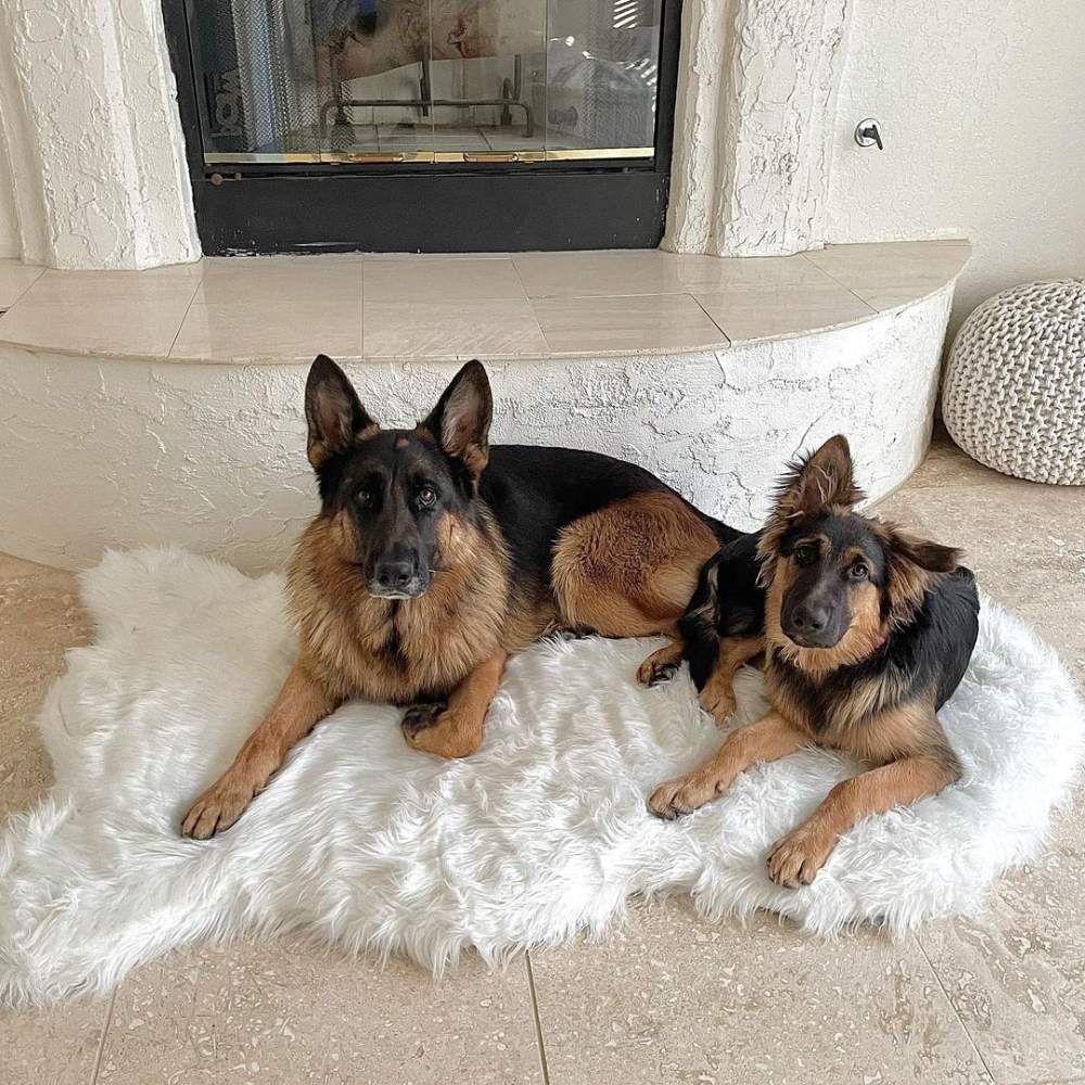 Two German Shepherds are relaxing on the Curve Polar White Paw PupRug Faux Fur Orthopedic Dog Bed in front of a modern fireplace