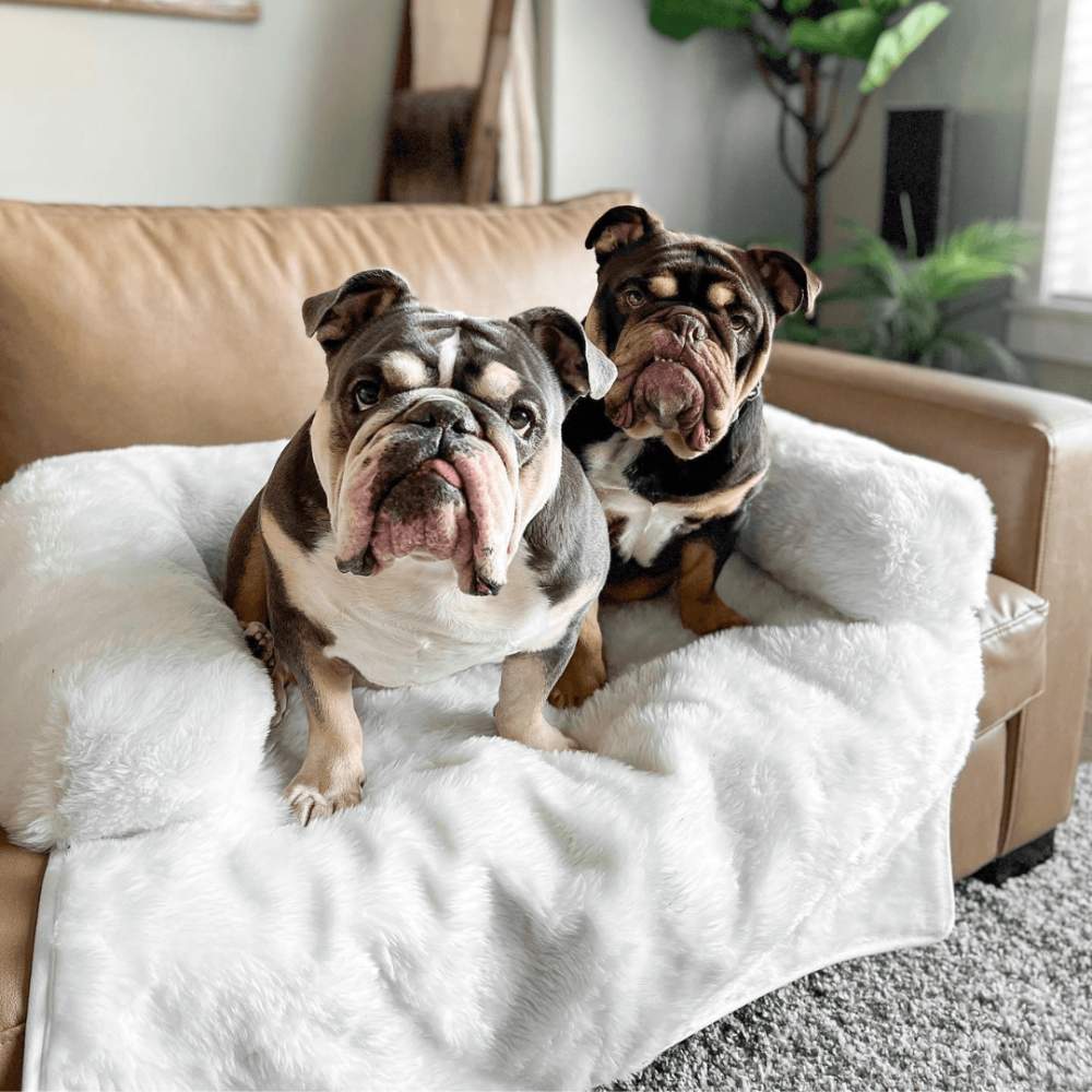 Two bulldogs are sitting together on the Paw PupProtector™ Waterproof Couch Lounger - Polar White on a brown couch