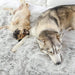 Two dogs are relaxing on a bed with the Paw PupProtector™ Waterproof Throw Blanket - Grey Dog Blanket For Bed