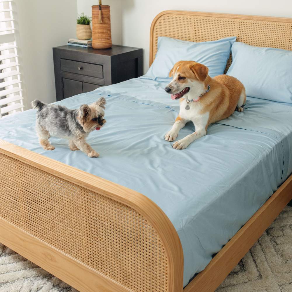 Two dogs on a bed with light blue sheets, illustrating the Paw PupSheets™ Hair Resistant, Antimicrobial, & Cooling Bed Sheet Set - Sky Blue