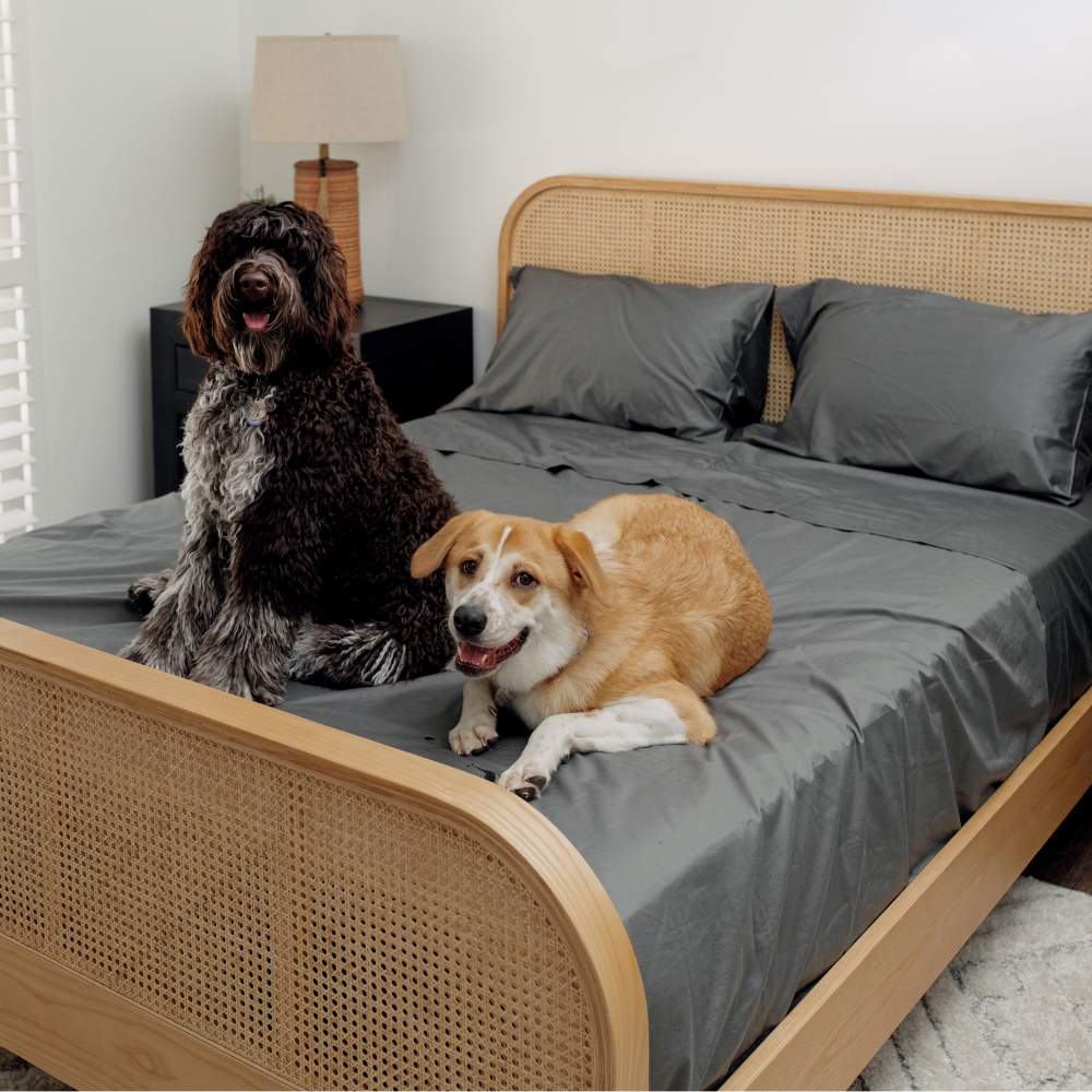 Two dogs sitting on a bed with gray sheets, demonstrating the Paw PupSheets™ Hair Resistant, Antimicrobial, & Cooling Bed Sheet Set - Graphite