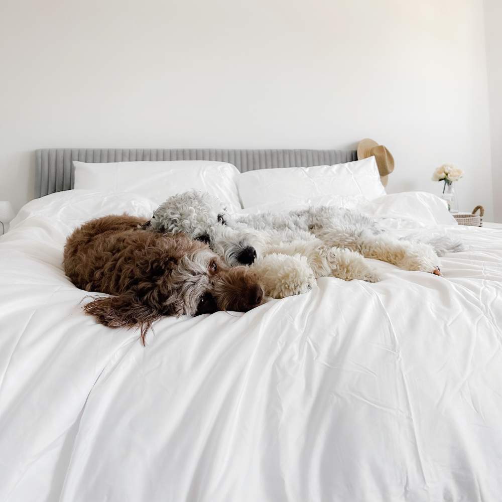 Two fluffy dogs cuddling together on a bed, enjoying the Paw PupSheets™ Hair Resistant, Antimicrobial, & Cooling Duvet Cover and Sheet Set Bundle - White