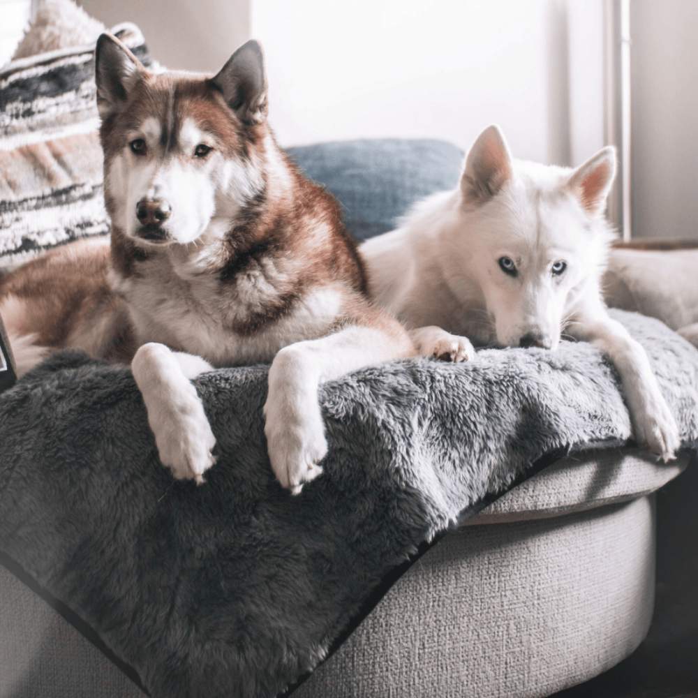 Two huskies are lying together on a couch covered with the Paw PupProtector™ Short Fur Waterproof Throw Blanket - Charcoal Grey