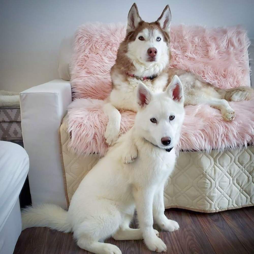 Two huskies are relaxing on a chair covered with the Paw PupProtector™ Waterproof Throw Blanket - Blush Pink, with one sitting on the floor