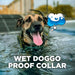Wet dog stands in shallow water wearing Dogtra CUE 400 Yard Dog Remote Trainer, emphasizing its waterproof design