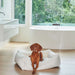 Winter White Bowsers One Of A Kind Scoop Dog Bed shows a brown dog sitting upright in a white cushioned bed inside a modern bathroom setting