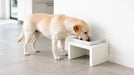 Yellow Labrador eats from a white raised bowl on a single Bowsers Fresco Wood Feeder placed against a white wall
