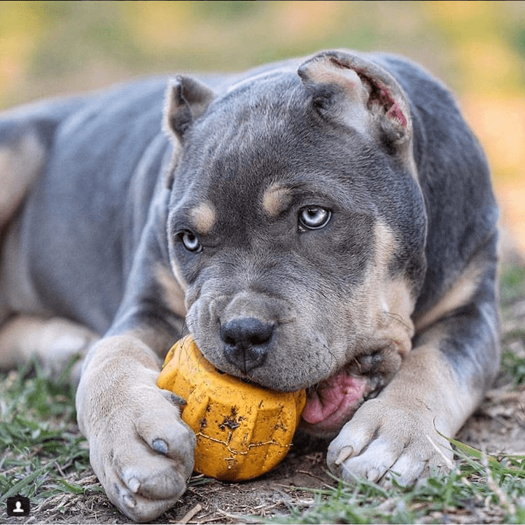 ID Gear Treat Pocket Durable Rubber Treat Holder and Chew Toy