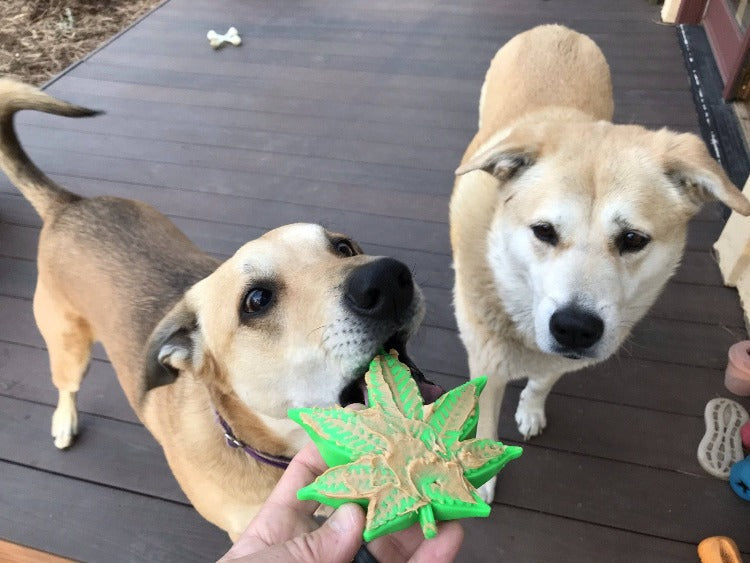 Colorado Maple Leaf Durable Nylon Dog Chew Toy