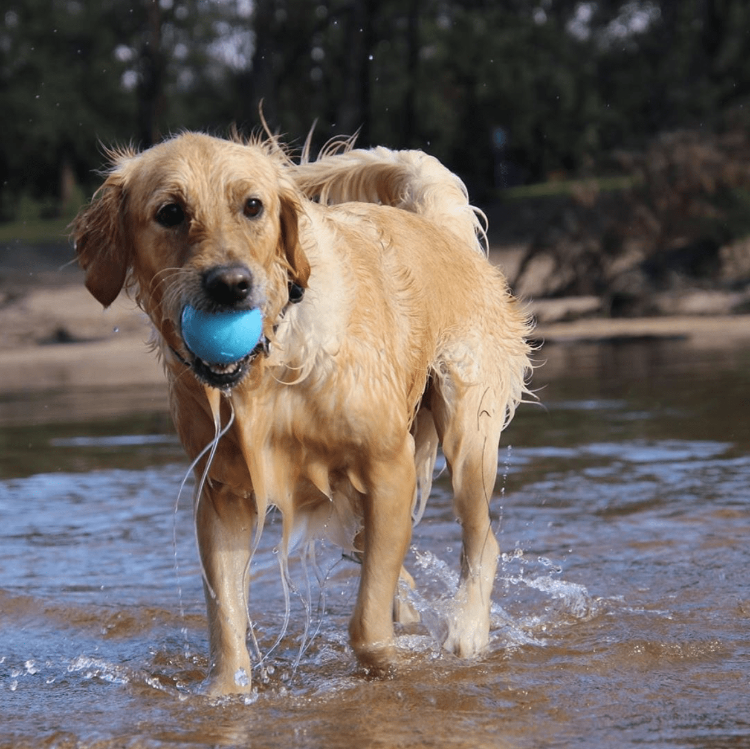 Wag Ball Ultra Durable Synthetic Rubber Chew Toy & Floating Retrieving Toy - Large - Blue