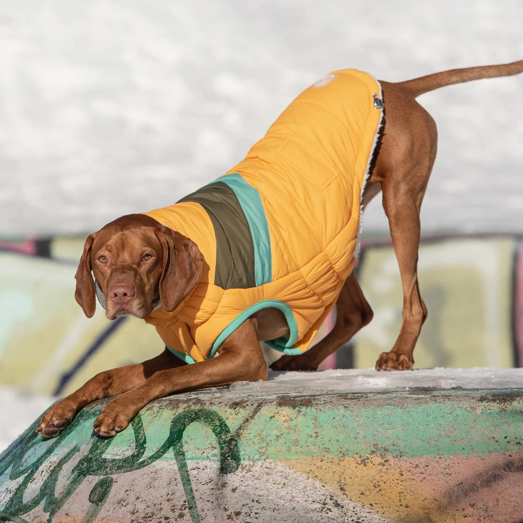 GF  PET  Alpine  Puffer  Winter  Dog  Jacket Yellow Secure Ribbed Arm Holes