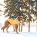 GF PET Winter Sailor Dog Parka Yellow Water Repellent Nylon Shell