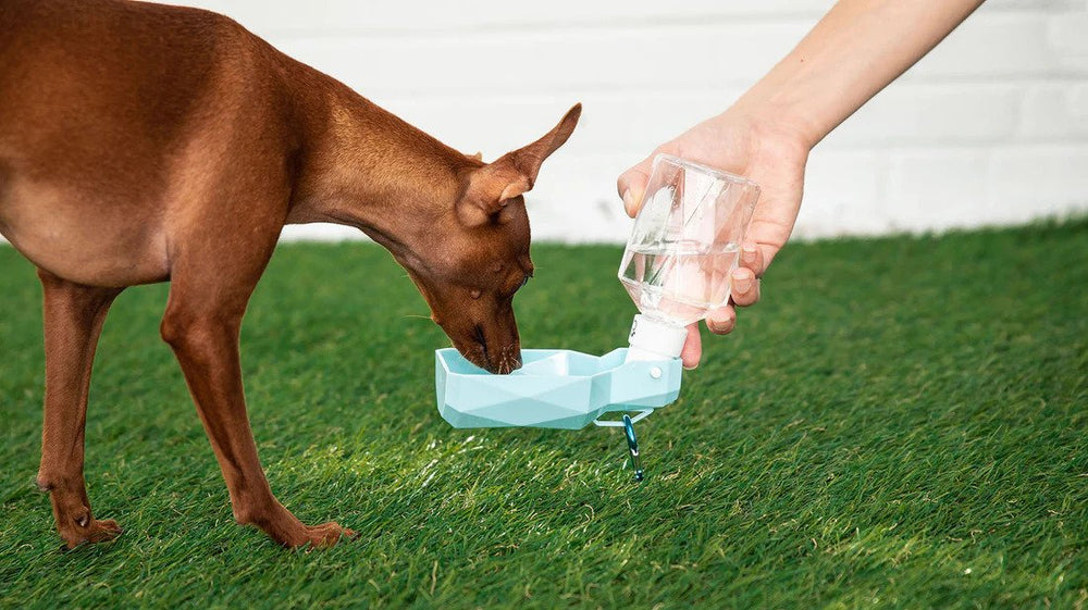 GF PET Collapsible Water Bottle Blue Unfold Lid Bowl