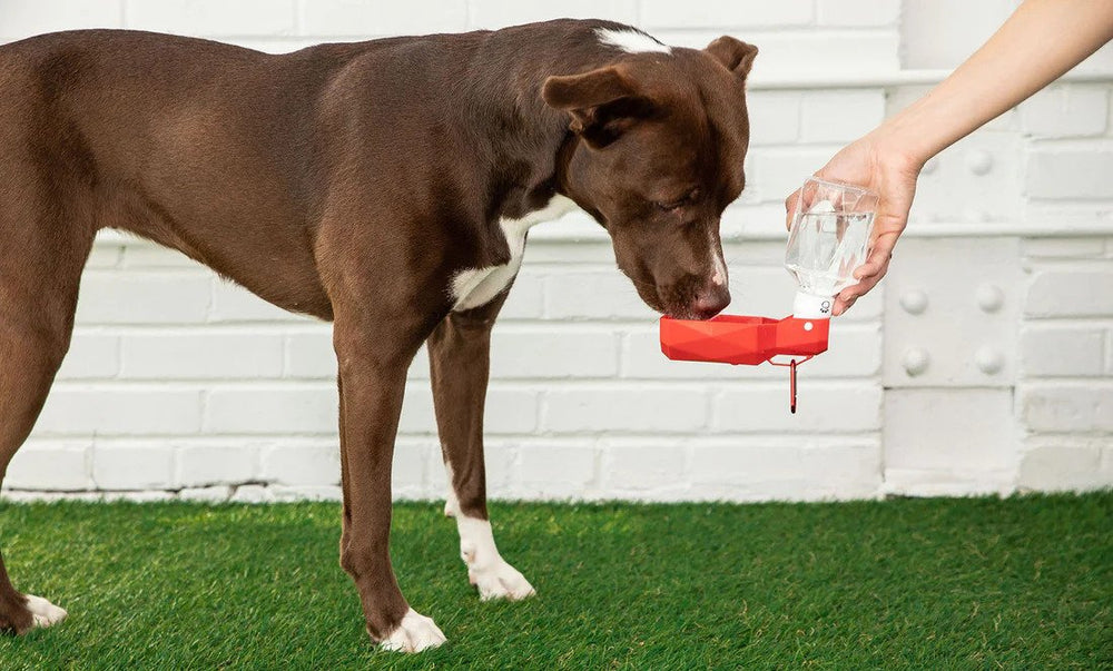 GF PET Collapsible Water Bottle Red Unfold Lid Bowl