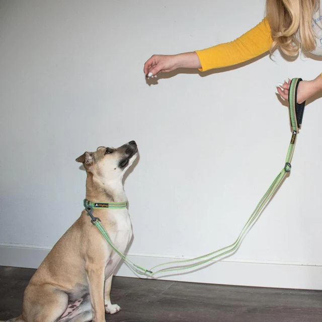 Olly Dog Adjustable Leash Flagstaff Rescue Prism Green Lightweight