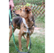 Olly Dog Adjustable Spring Leash Rescue Flagstaff Sage Bark Lightweight