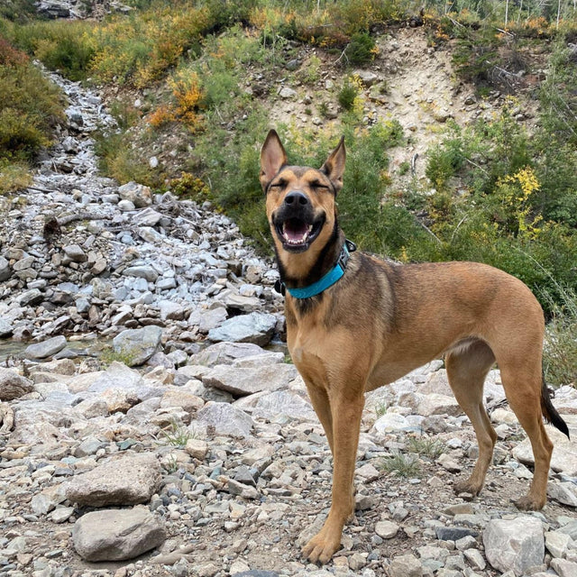 Olly Dog Flagstaff Collar Sky Bark Durable