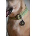 Olly Dog Rescue Collar Prism Green Silicone Tag Silencer