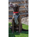 Olly Dog Tilden Waterproof Collar Red AquaGuard Laminate Coating