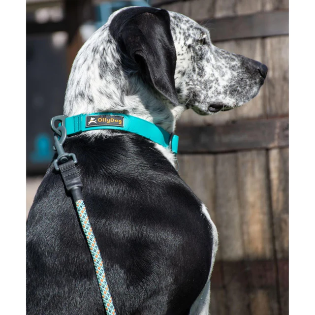 Olly Dog Tilden Waterproof Collar Teal AquaGuard Laminate Coating