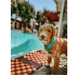 Olly Dog Tilden Waterproof Collar Teal Lightweight