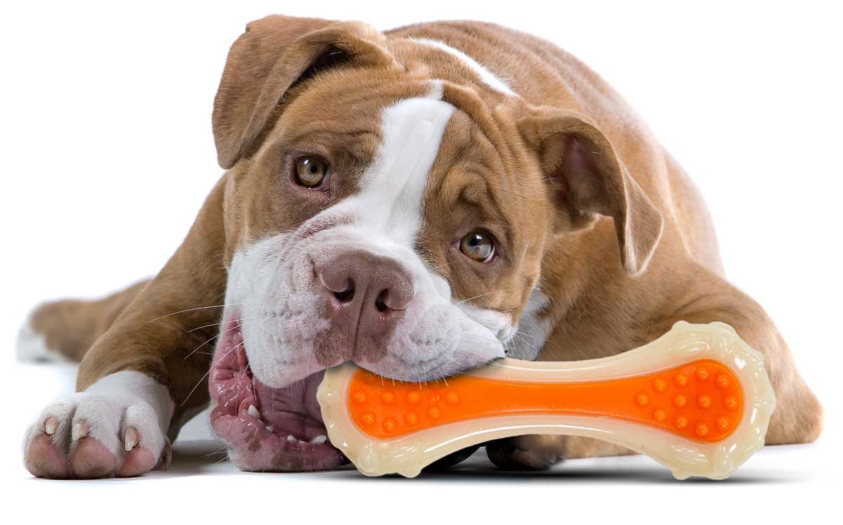ReThink Pet Dental Bone Chew Bacon Scented Dental Bone